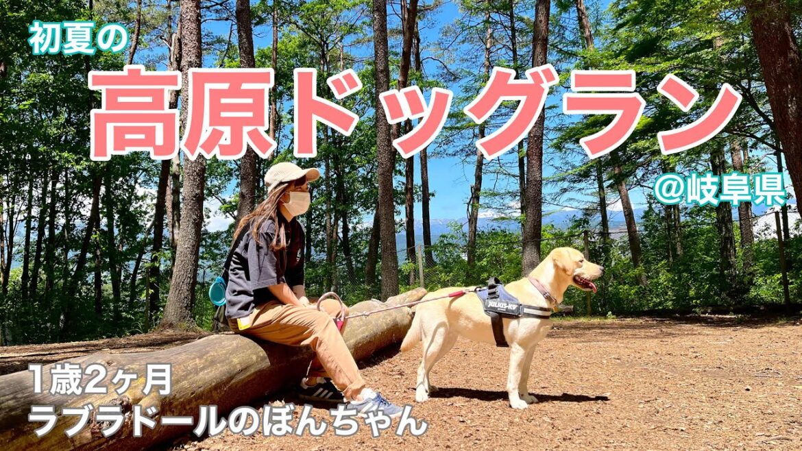 【ラブラドール#60】初夏の高原ドッグラン！@ひるがの高原とお蕎麦屋さん！　岐阜県　ラブラドールレトリバー　labrador retriever 大型犬  和蕎庵　dogpark まきばの森