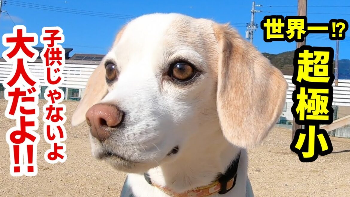 大人なのに嘘みたいに超極小😍世界一小さいビーグル犬が天使過ぎてマジで神..ハピちゃん日記