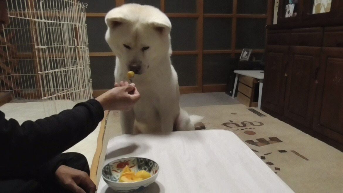 【秋田犬ゆうき】柿を食べてみようかどうしようか迷っているうちに飼い主に全部食べられる【akita dog】