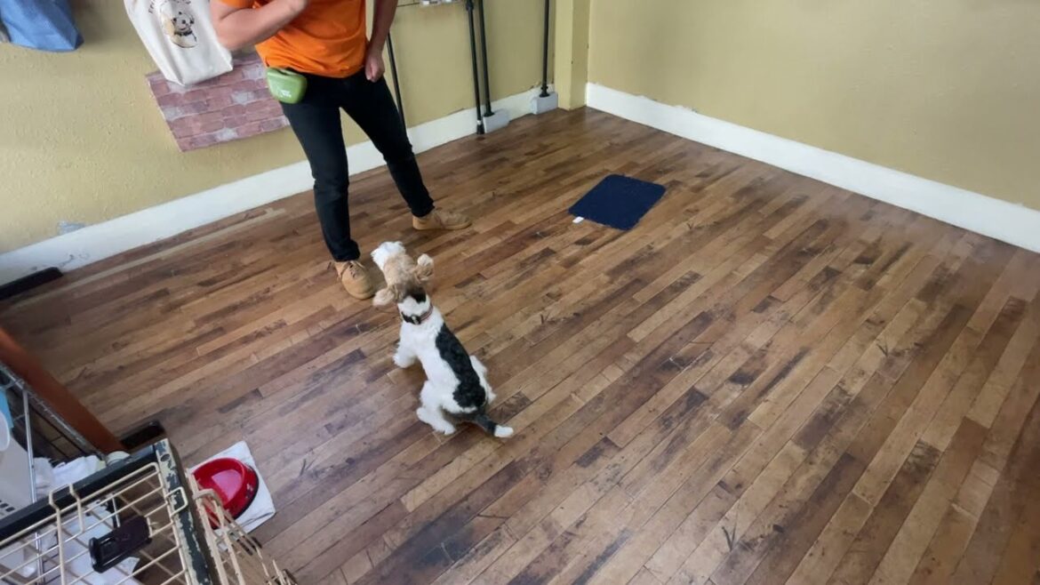 ワイヤーフォックステリアの”ジルくん”と”マット”に挑戦！