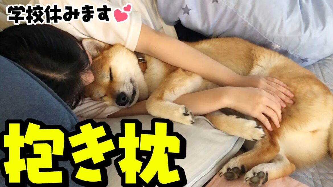 娘をダメにするモフモフ柴犬がこちらですT^T 娘をダメにするモフモフ柴犬がこちらですT^T
