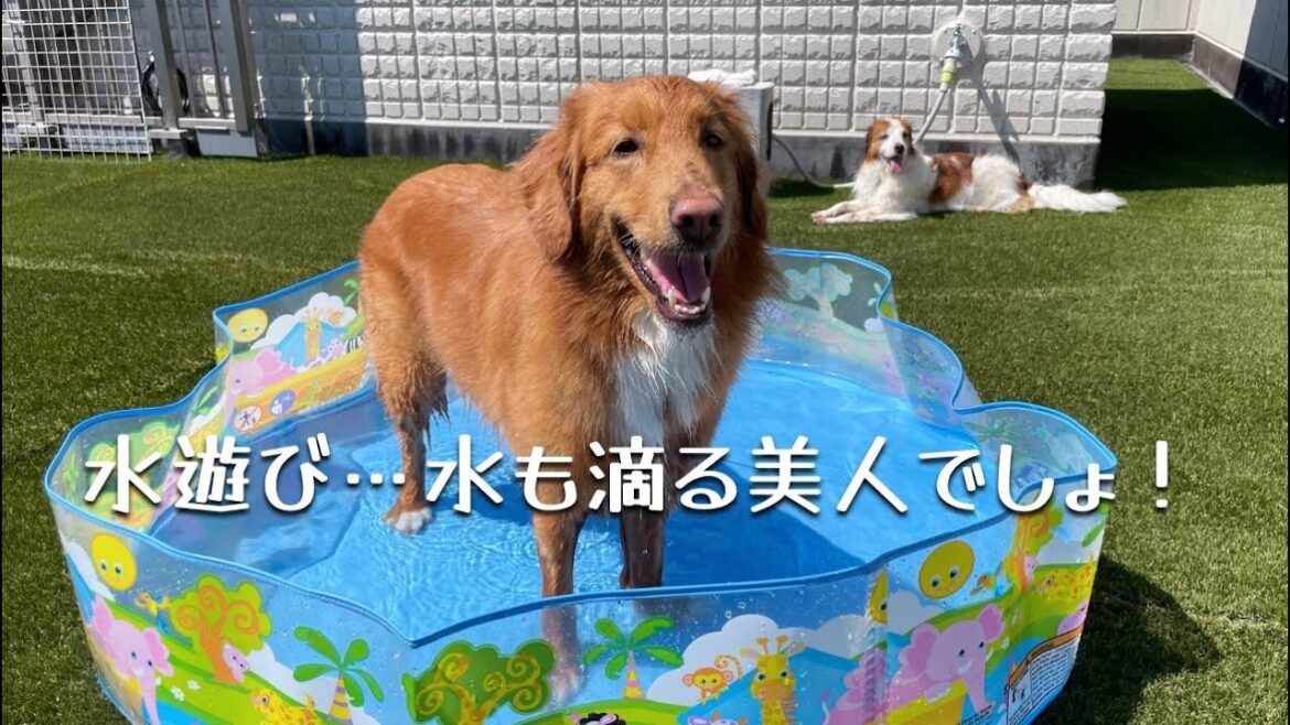 【水遊び】テラとピコ、水も滴る、美人でしょ!? コーイケルホンディエのテラとノバスコシアダックトーリングレトリバーのピコとの暮らし 【水遊び】テラとピコ、水も滴る、美人でしょ!? コーイケルホンディエのテラとノバスコシアダックトーリングレトリバーのピコとの暮らし