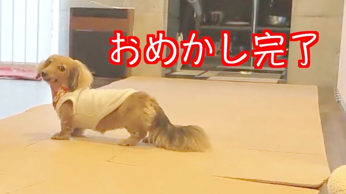 初めて家族に会う日にオシャレして意気込むダックスフンド。