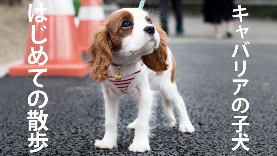 キャバリアの子犬はじめての散歩