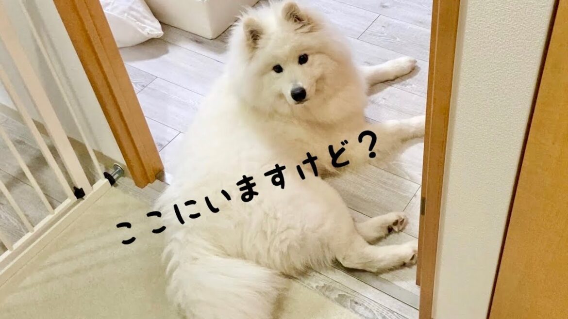 家のあちこちに落ちているサモエドに癒される【サモエド】【samoyed】