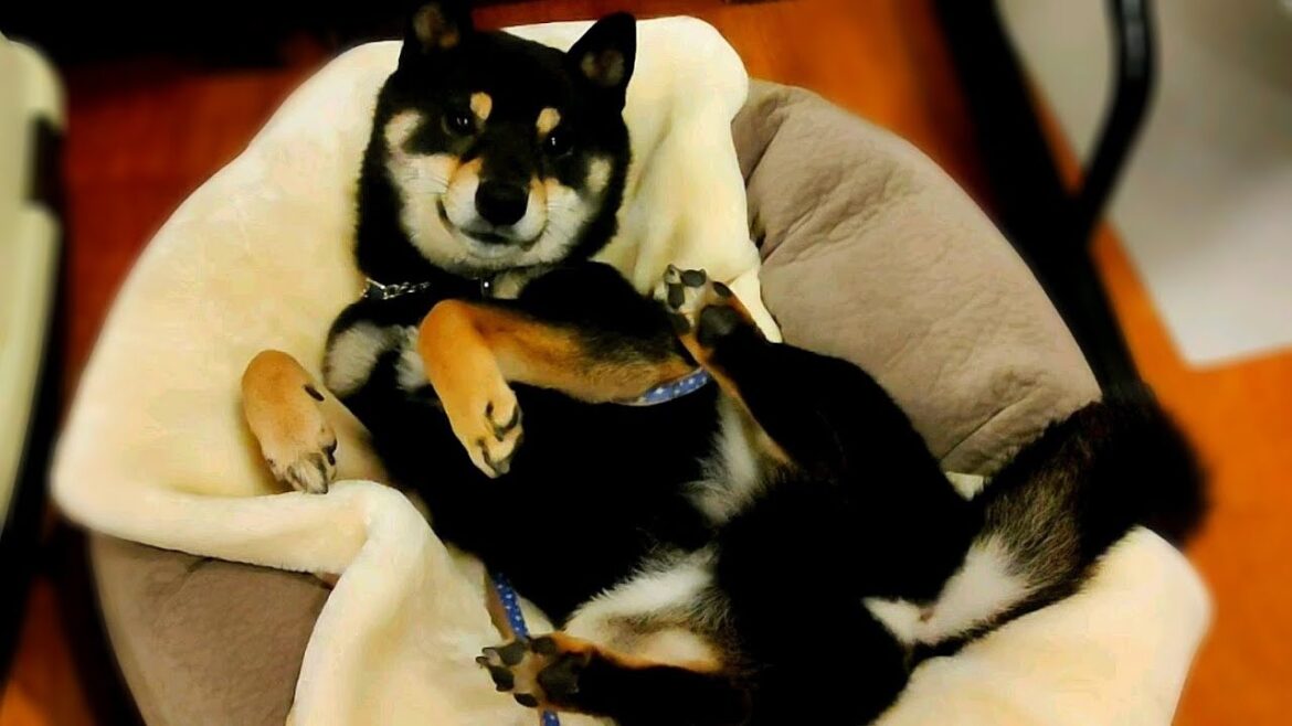 柴犬が大好きな人にしか見せない行動【黒柴犬】【豆柴】
