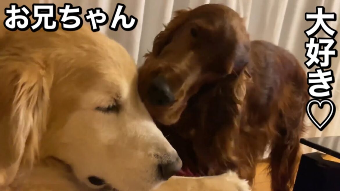 お兄ちゃんへの愛が止まらず飼い主をないがしろにするアイリッシュセッター