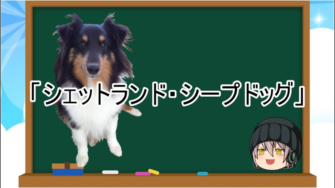 【ゆっくり解説】犬種２５：シェットランド・シープドッグ