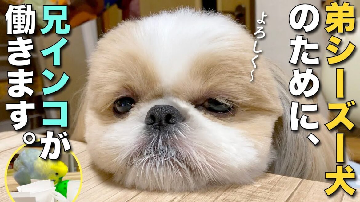 【シーズー】弟シーズー犬のために、兄インコが働きます。【204】