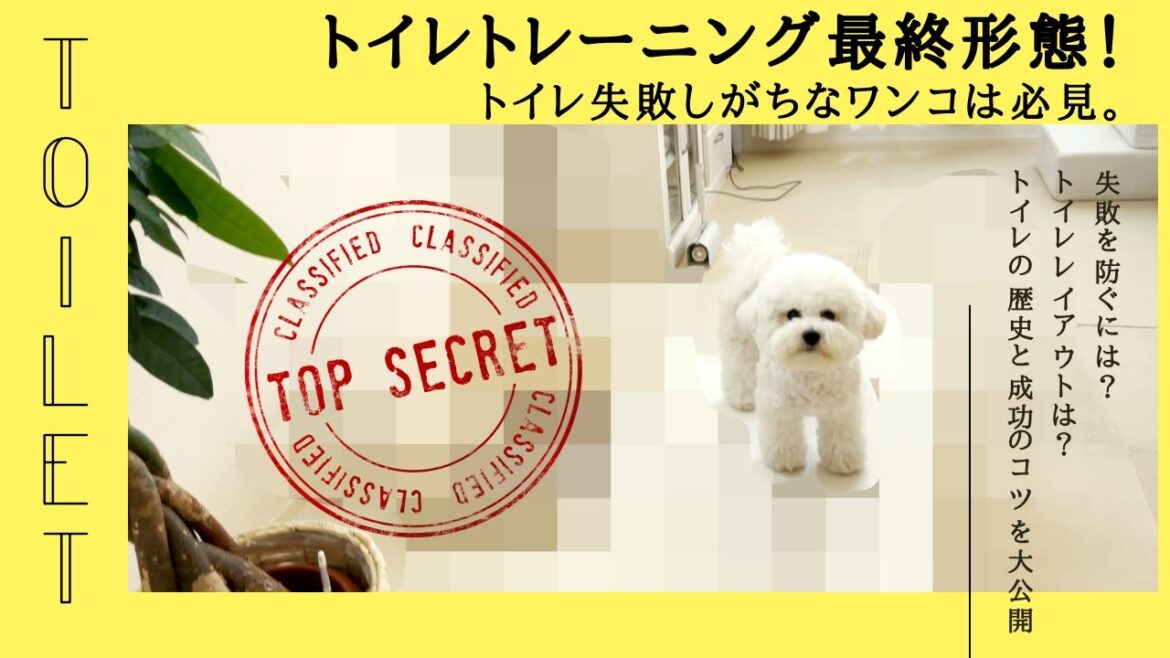 【しつけ】ビションフリーゼの子犬がトイレトレーニングを極めるとこうなります。 【しつけ】ビションフリーゼの子犬がトイレトレーニングを極めるとこうなります。