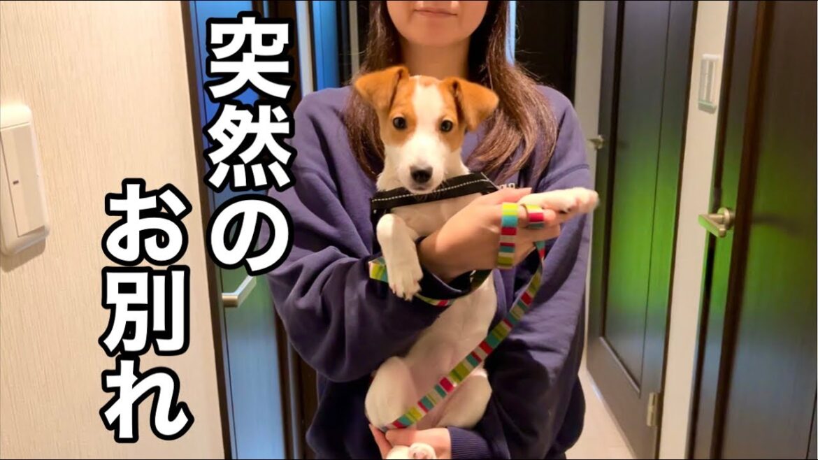 急にお別れする事になりました［しゃべる犬 ジャックラッセルテリア］