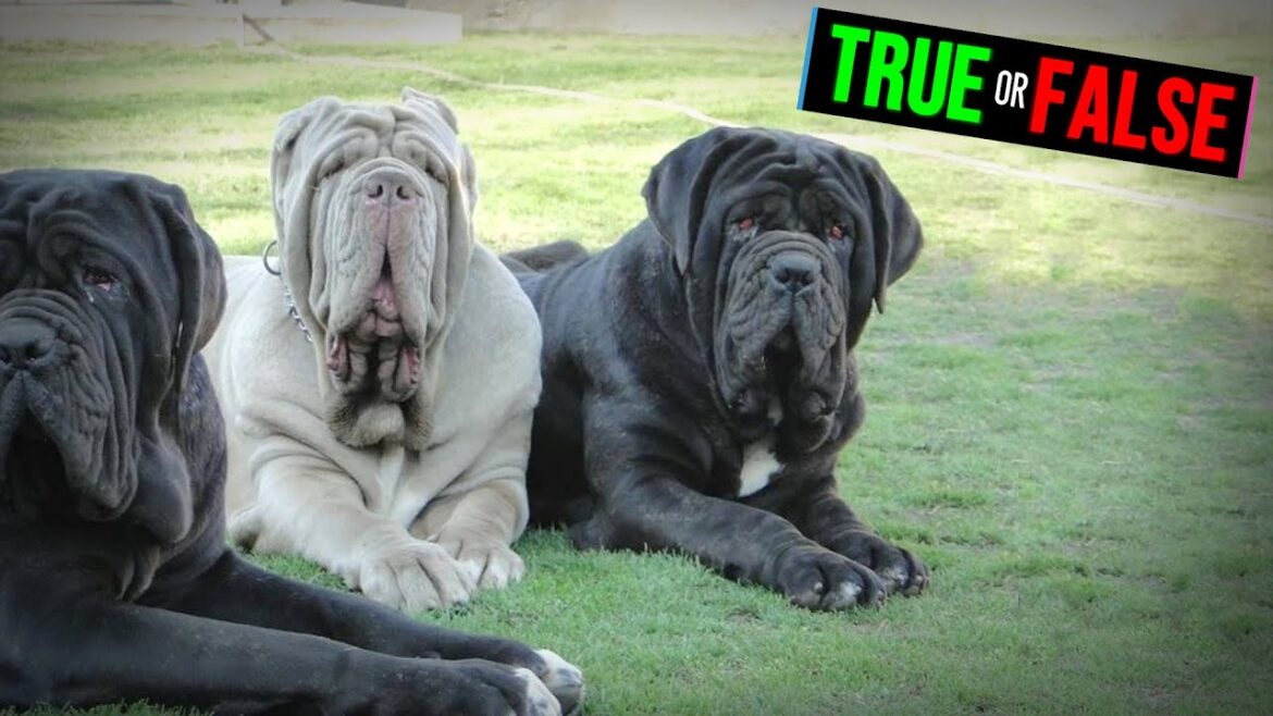 Wrinkles in Dogs Are Like Body Armor #shorts