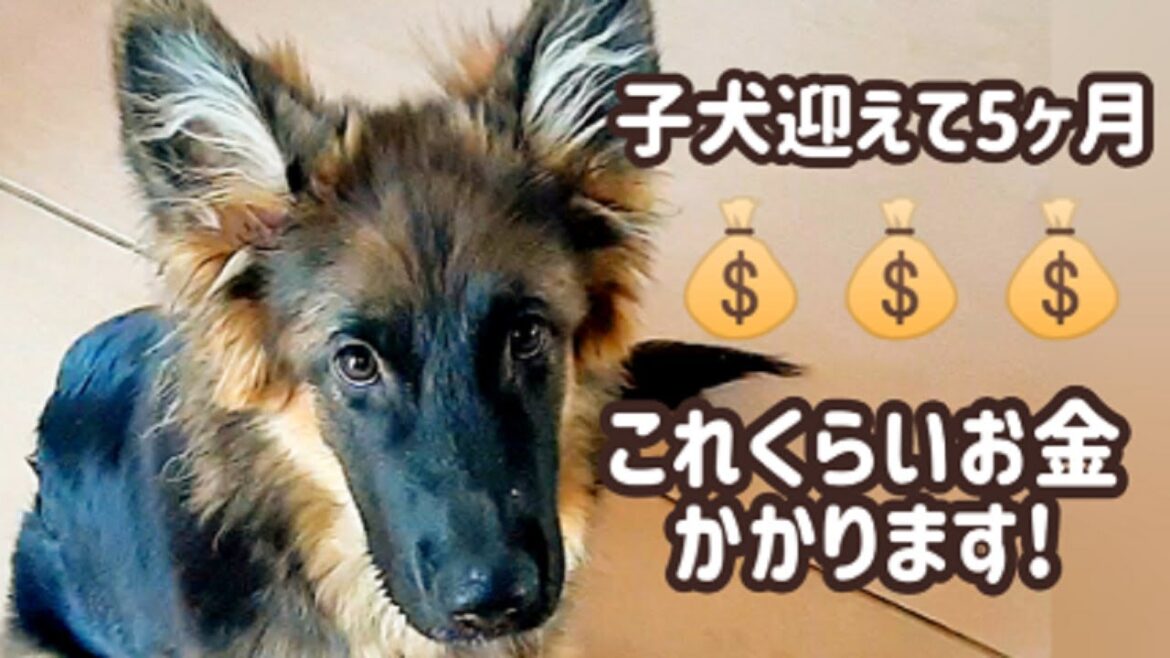 【ジャーマンシェパード】子犬迎えて５ヶ月！実際にかかった費用は？[German Shepherd] How much did I spend for my dog so far?