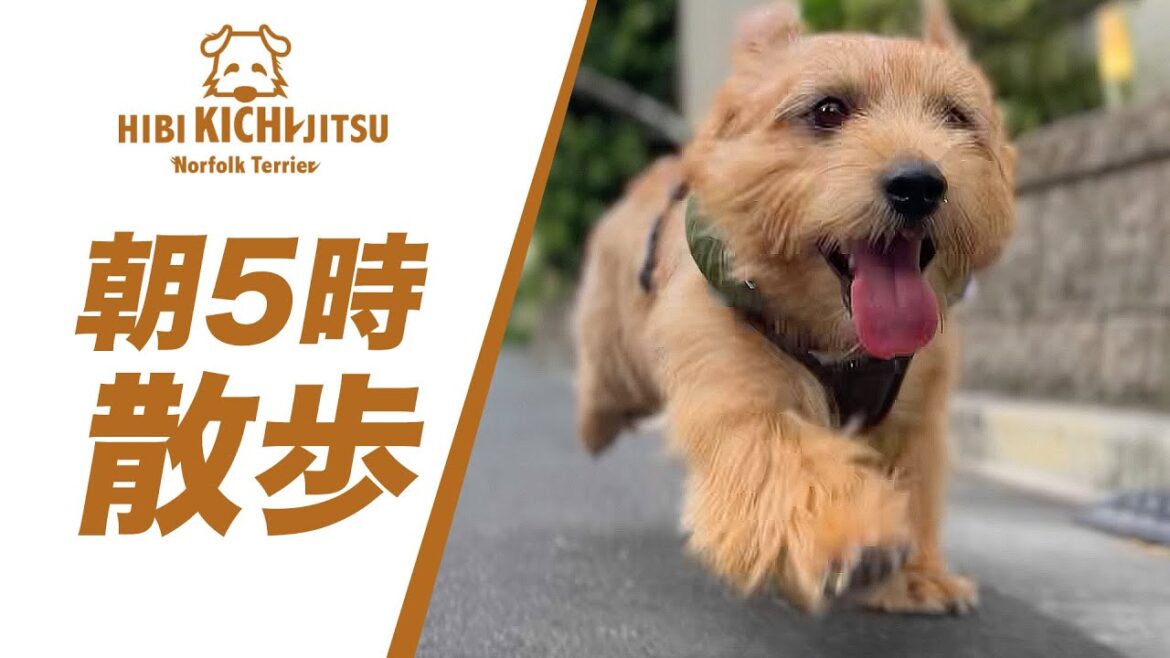 愛犬キチ  夏の朝5時散歩【ノーフォークテリア トイプードル norfolkterrier  犬 dog  】