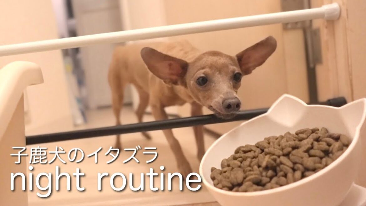 飼い主の仕事中に、子鹿犬が毎晩しているイタズラがかわいすぎ【ミニピン／元保護犬】