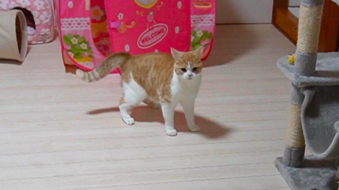 やっぱり次女が帰宅すると大興奮になる猫【スコティッシュフォールド】【アビシニアン】 やっぱり次女が帰宅すると大興奮になる猫【スコティッシュフォールド】【アビシニアン】