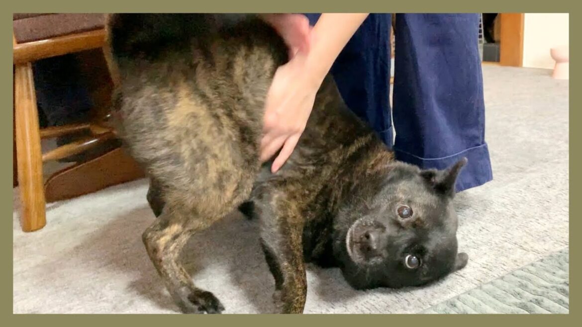 【甲斐犬】日本犬ってこんなに甘えてくれるの…！？飼い主が大好きすぎる甲斐犬が超可愛い！