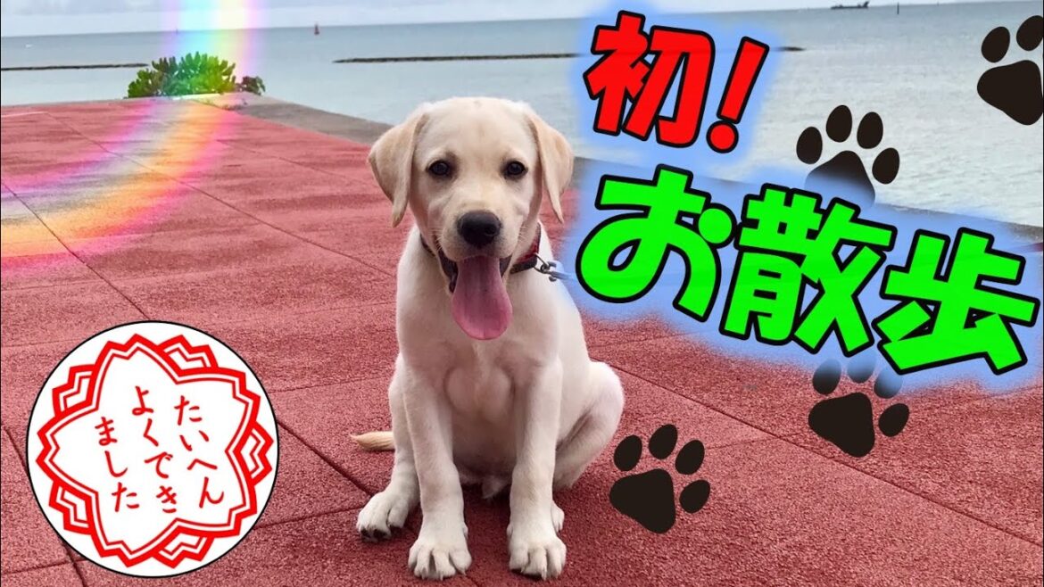 待望の！お散歩デビュー！！～ラブラドールレトリーバー～