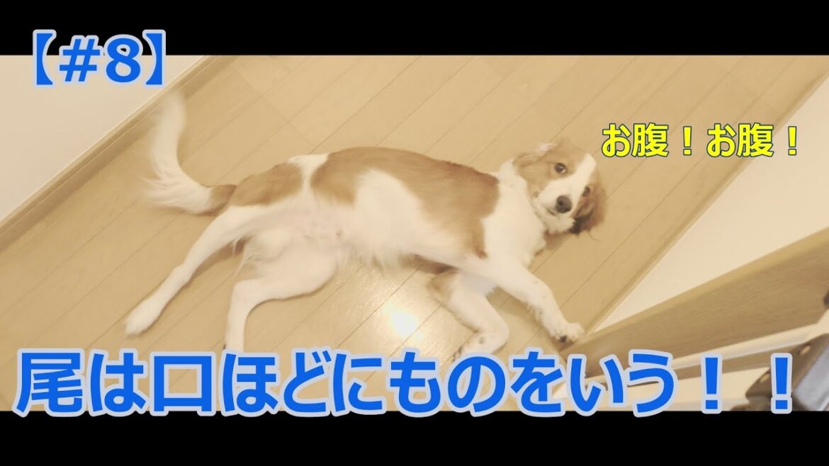 【#8】世界一おねだりが上手なコーイケルホンディエ/Chikuwa's good begging.