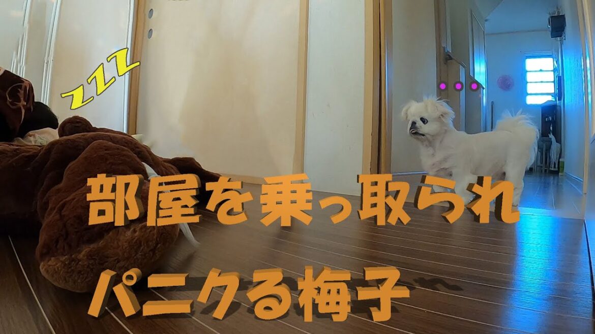 パニクる梅子！　朝目覚めると…　そこには断末魔をあげるパパンが寝ていました…