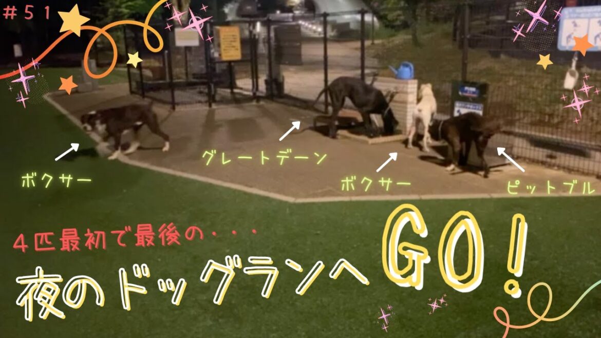 【グレートデーン＆ボクサー＆ピットブル】夜のドッグランで大はしゃぎ！のはずが、、、