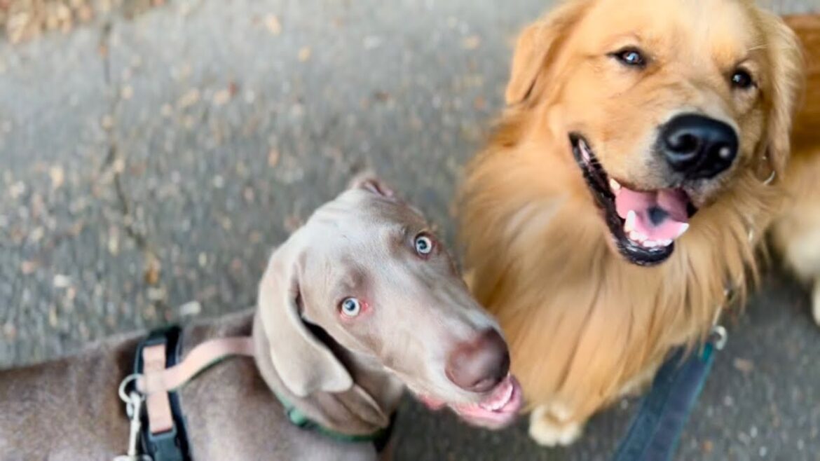 子犬のお散歩練習。ゴールデンレトリバーとワイマラナーの子犬