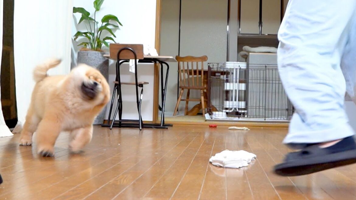 深夜にハイテンションになってしまったチャウチャウ犬はこうなります