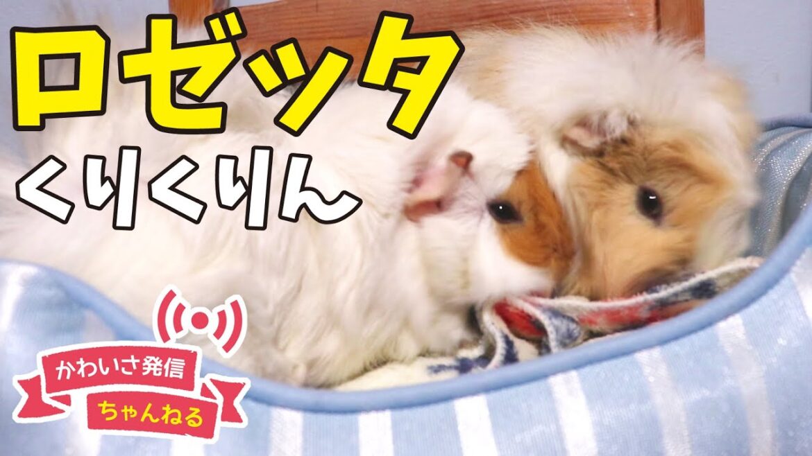 くりくり癖毛　アビシニアンモルモット　cute guineapig