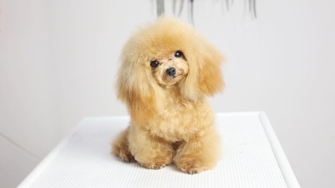 【極小】可愛すぎる♡子犬サイズのトイプードルをトリミング！