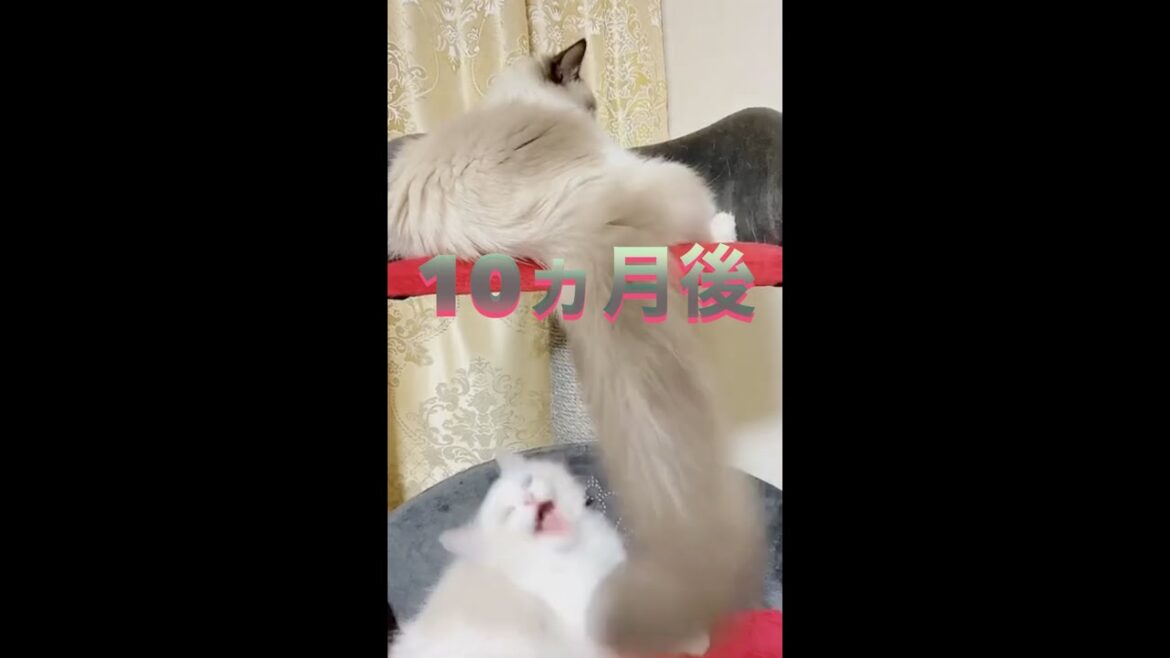 ラグドールキャットのオスの成長スピードがもの凄い事がよくわかる動画 #Shorts