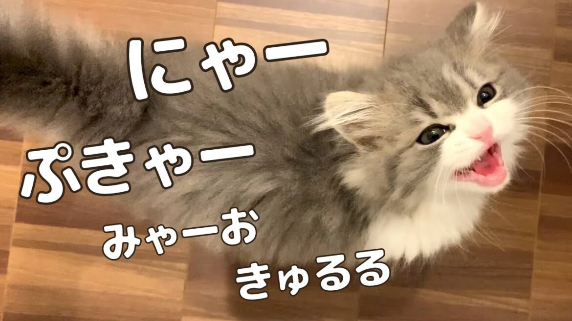 【甘えん坊オス猫のかわいい鳴き声まとめ】スコティッシュフォールド｜子猫〜成猫