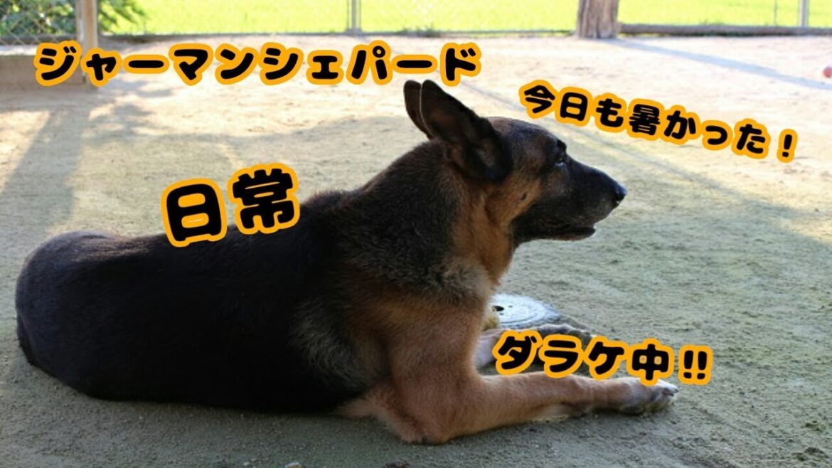 【ジャーマン･シェパード･ドッグ】日常 07【ダラケ】
