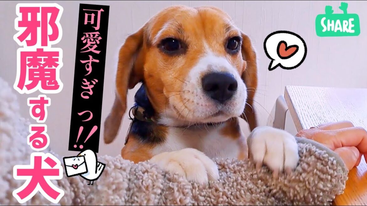 邪魔してくるビーグル犬が 可愛いすぎる！
