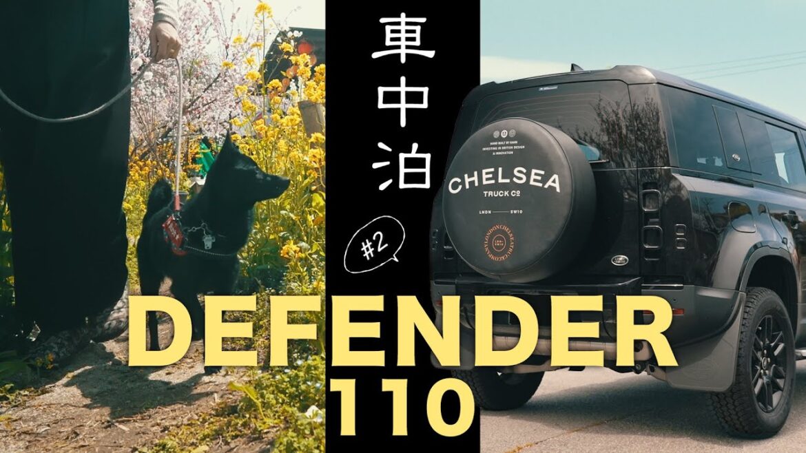 《はじめての車中泊》鳥の声で目が覚める最高な朝#2👽スキッパーキのマーフ 《はじめての車中泊》鳥の声で目が覚める最高な朝#2👽スキッパーキのマーフ