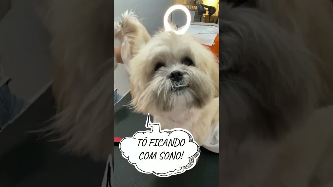 Fatos Estranhos do Halloween no Pet Shop