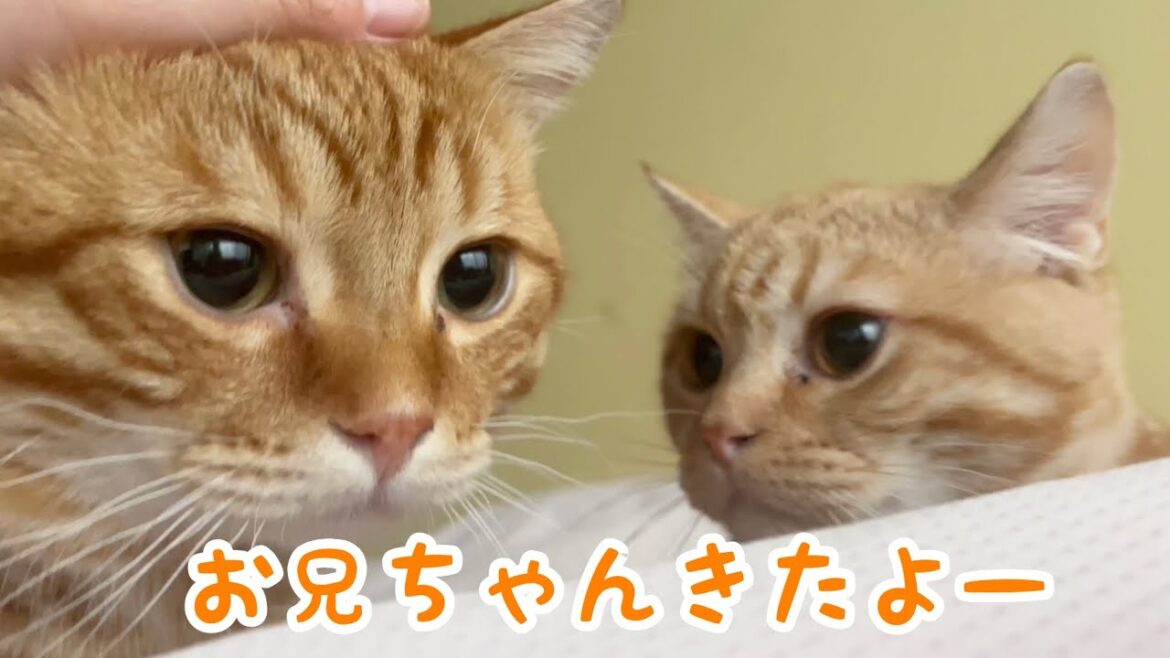 朝、目が覚めたら...仲良しマンチカン兄弟がひょっこり甘えにきました💓