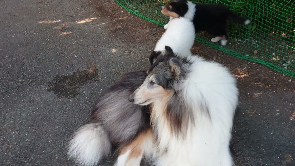 ラフコリーMotherlakecollies　ミコの子　生後38日20211006c
