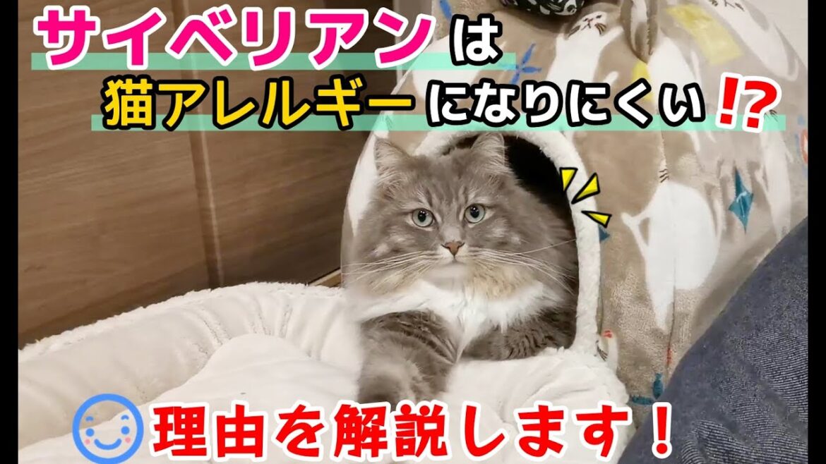 猫アレルギーだけど猫が飼いたい人に朗報⁉サイベリアンという猫種は、アレルギーが出にくい猫なんです！【サイベリアンのラフィ#213】