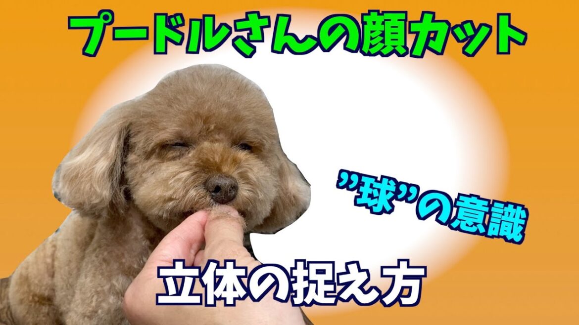 立体”球”の捉え方『トイプードルのお顔のカット』 立体”球”の捉え方『トイプードルのお顔のカット』