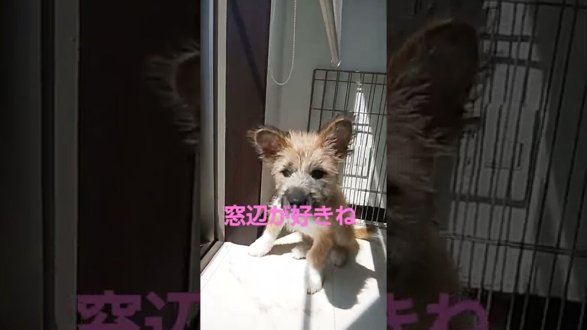 【保護犬リーベ預かり日記】日光浴は大切ですね。子犬も本能でわかっているんだね