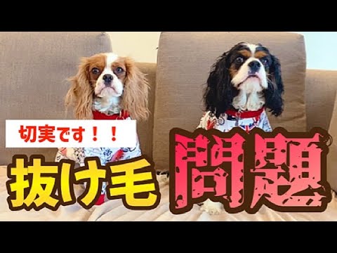 【最強アイテム】キャバリアの抜け毛にはキャバスーツが正解!! 【最強アイテム】キャバリアの抜け毛にはキャバスーツが正解!!