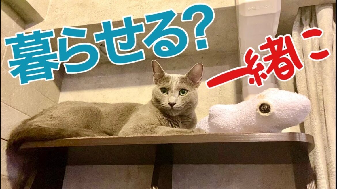 ブリショーとの比較Ⅲ~新参者を受け入れる?【ロシアンブルー】 ブリショーとの比較Ⅲ~新参者を受け入れる?【ロシアンブルー】