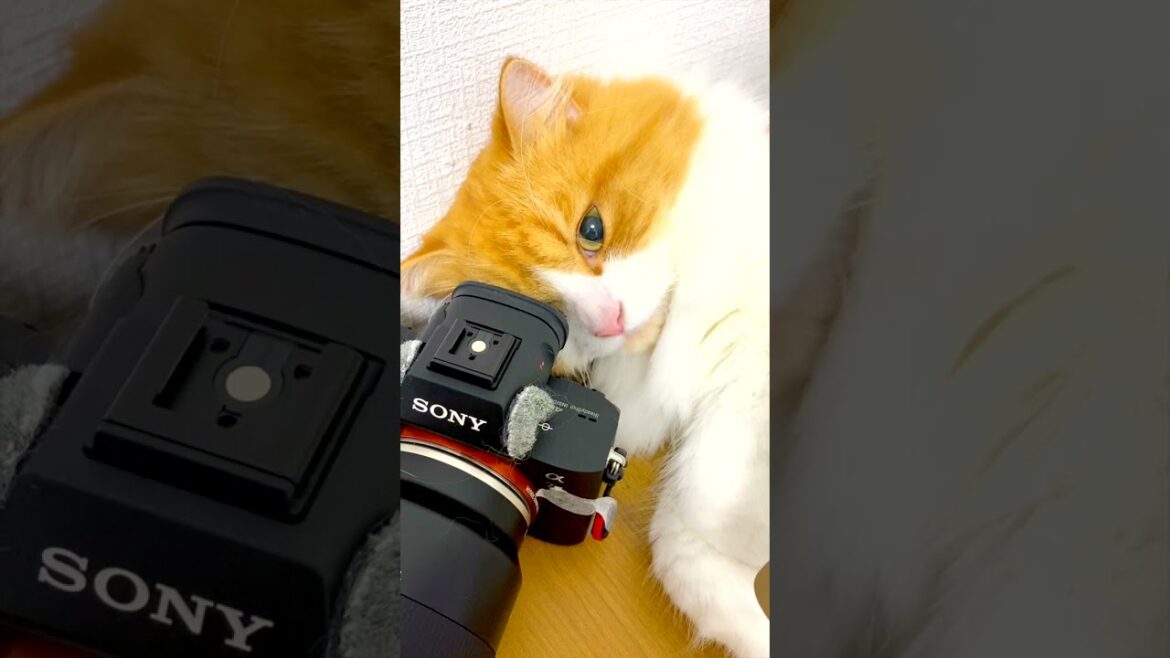 プロの猫カメラマンがこちら［スコティッシュフォールド］ / CuteCat #Shorts​