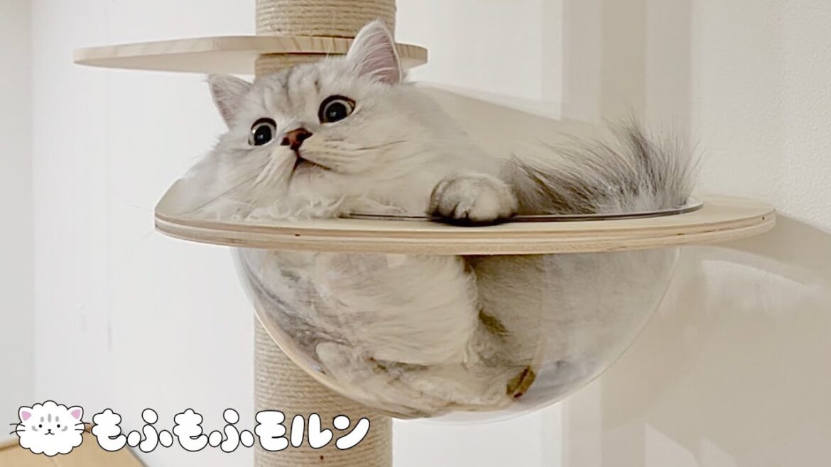 子猫と爪研ぎキャットタワーのその後【サイベリアン】