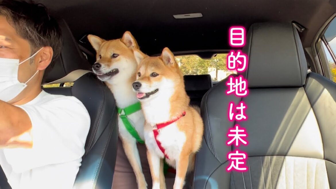 家族4人であてもなくドライブしたら楽しすぎました 家族4人であてもなくドライブしたら楽しすぎました