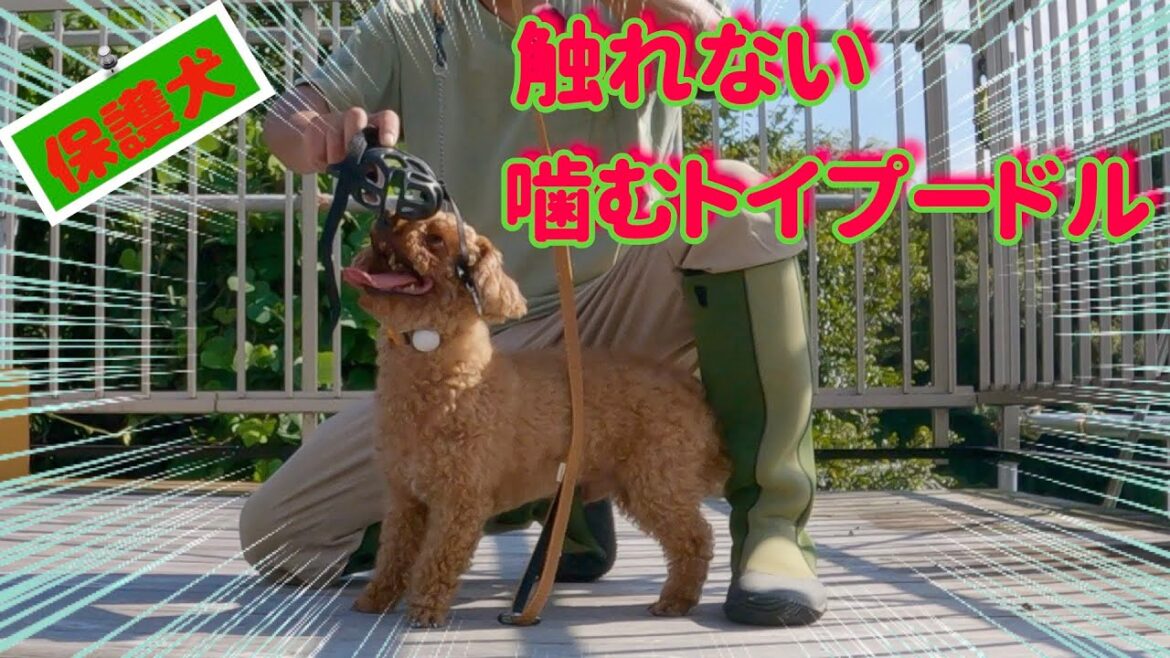 誰一人触る事できない保護犬噛むトイプードルにマズルトレーニング・ブラッシングします！（前編）