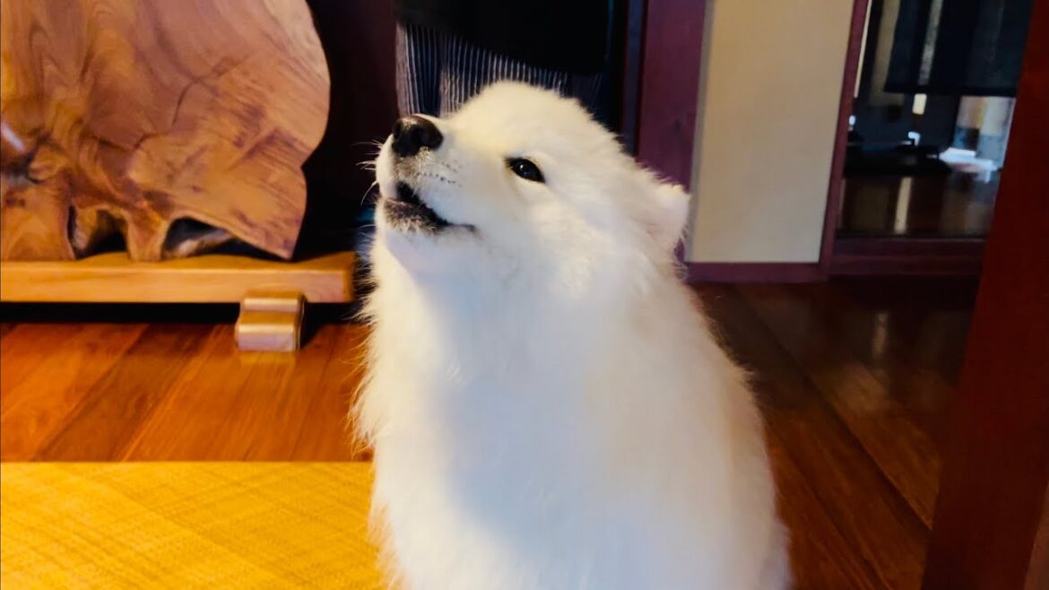 【可愛すぎる】パッパの帰宅が嬉しくて遠吠えするサモエド犬🐕遠吠え顔がこれまたギャンかわ🤦‍♀️💕