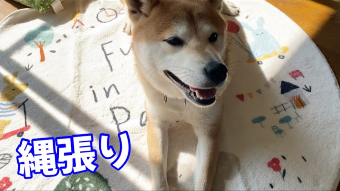柴犬のボスに新しい移住スペースができました！