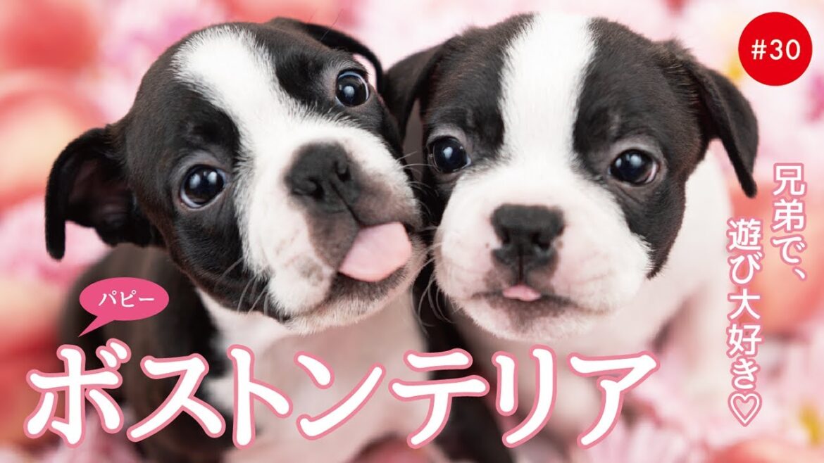 かわいいボストンテリアの子犬たち #30 Boston Terrier かわいいボストンテリアの子犬たち #30 Boston Terrier