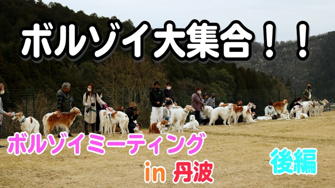 【ボルゾイ大集合】可愛いワンちゃん達がいっぱい(^^♪ララちゃんに新しいお友達はできるのかな・・・＃後編